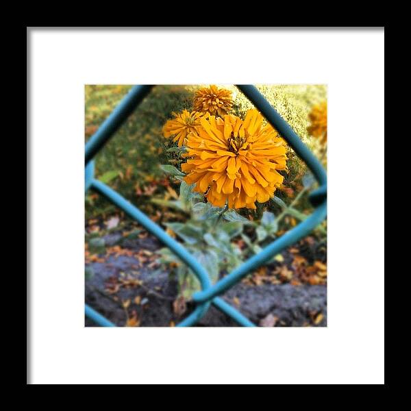 Natureza Framed Print featuring the photograph #bright #yellow #flower #hiding Behind by Migdalia Jimenez