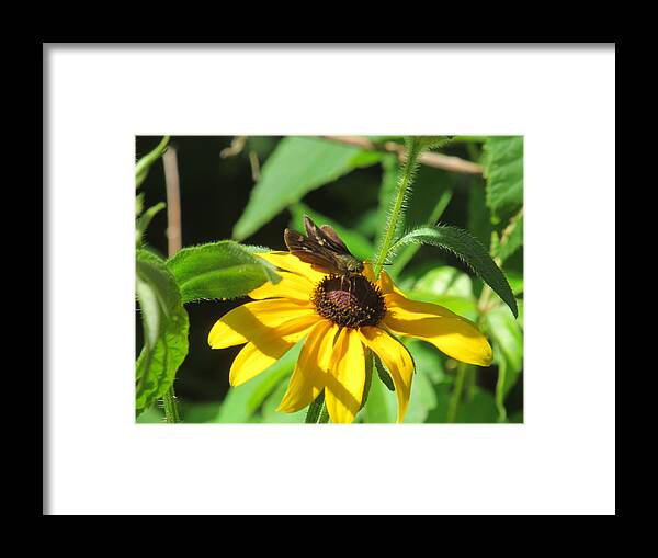 Nature Framed Print featuring the photograph Bright Yellow by Loretta Pokorny