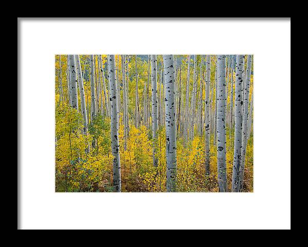 Forest Framed Print featuring the photograph Brilliant Colors of the Autumn Aspen Forest by Cascade Colors