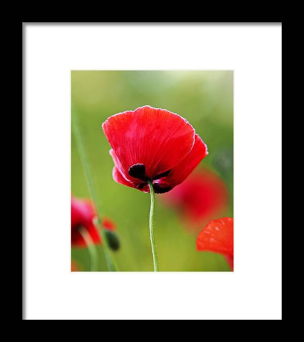 Poppy Framed Print featuring the photograph Brilliant Red Poppy Flower by Rona Black
