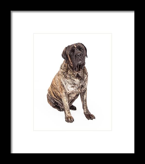 Animal Framed Print featuring the photograph Brindle English Mastiff Dog Sitting by Good Focused