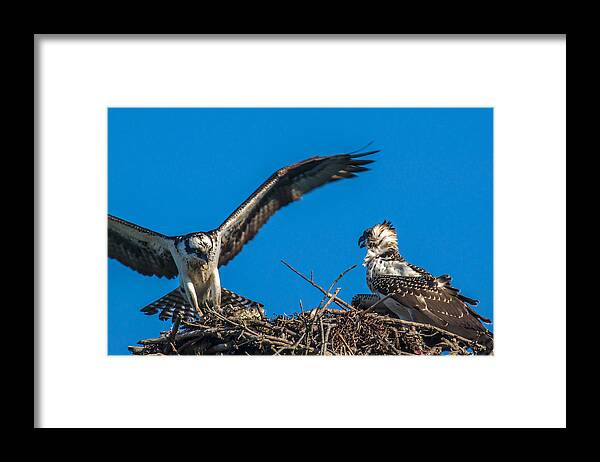 Osprey Framed Print featuring the photograph Bringing Home Dinner by Cathy Kovarik