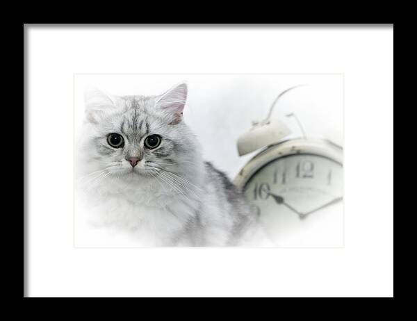 Felidae Framed Print featuring the photograph British Longhair Cat Time Goes By by Melanie Viola