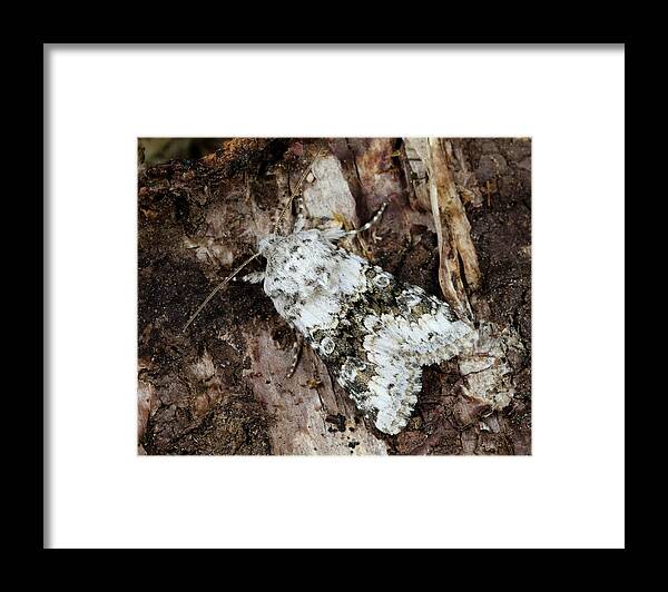 Insect Framed Print featuring the photograph Broad-barred White Moth by Nigel Downer