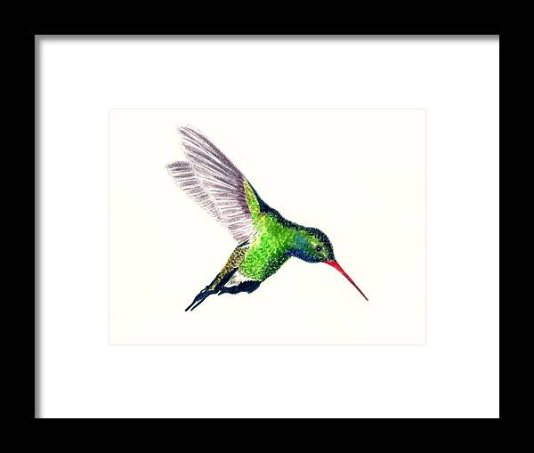 Birds Framed Print featuring the painting Broad Billed Hummingbird by Michael Vigliotti