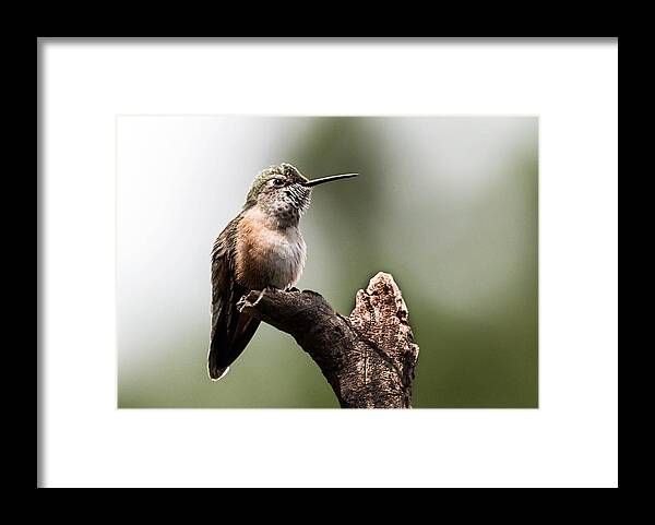Broad-tailed Hummingbird Framed Print featuring the photograph Broad-tailed Hummingbird sit by Dawn Key