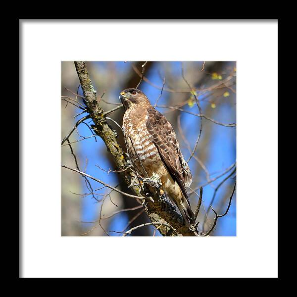 Hawk Framed Print featuring the photograph Broad Winged Hawk by Deena Stoddard