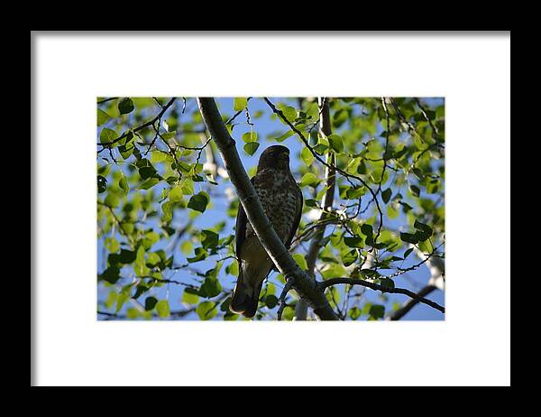 Nature Framed Print featuring the photograph Broad-winged Hawk by James Petersen