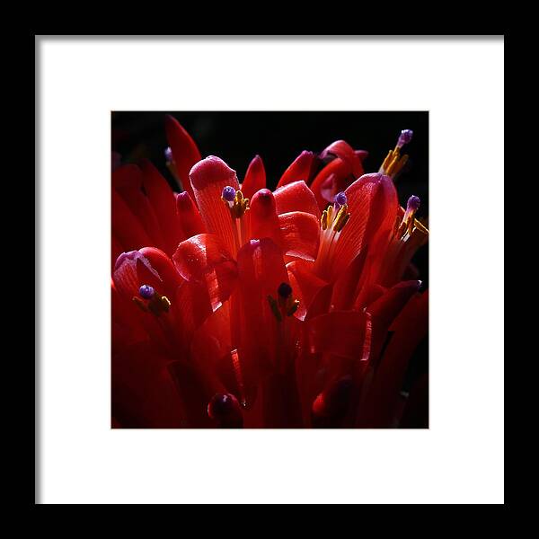 Bromeliad Framed Print featuring the photograph Bromeliad Fire by Erin Tucker