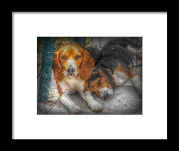 Beagle Framed Print featuring the photograph Brothers by Amanda Eberly