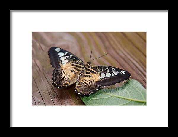Karen Stephenson Photography Framed Print featuring the photograph Brown and Black on Wood by Karen Stephenson