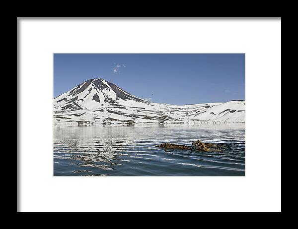 Feb0514 Framed Print featuring the photograph Brown Bear And Cubs Swimming Kamchatka by Sergey Gorshkov