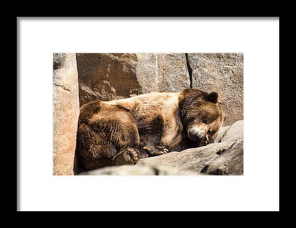 Brown Bear Framed Print featuring the photograph Brown bear asleep again by Flees Photos