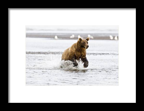 Nature Framed Print featuring the photograph Brown Bear Chasing Salmon by William H Mullins