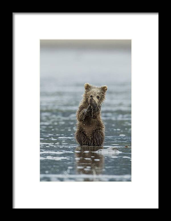 Alaska Framed Print featuring the photograph Brown Bear Cub by D Robert Franz