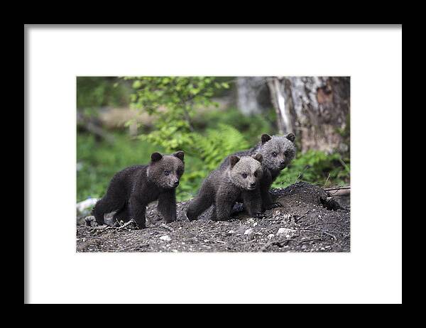 Nis Framed Print featuring the photograph Brown Bear Cubs Croatia by Lesley van Loo