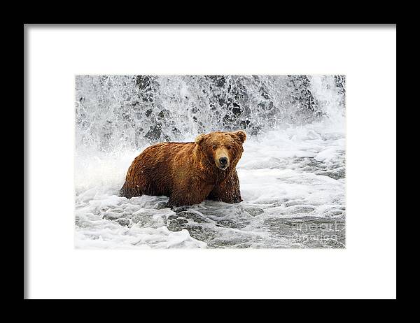 Bear Framed Print featuring the photograph Brown Bear Jacuzzi by Bill Singleton