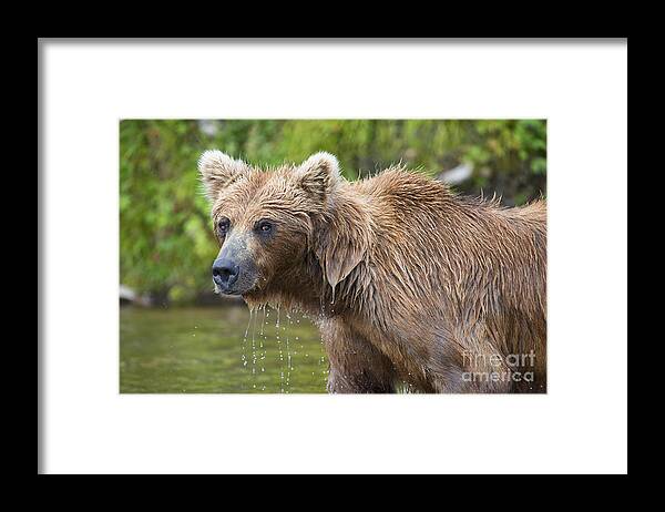 Brown Bear Framed Print featuring the photograph Brown Bear Looking Up After Trying Catch Salmon by Dan Friend