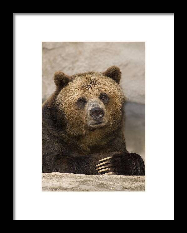 535743 Framed Print featuring the photograph Brown Bear With Long Claws by Steve Gettle
