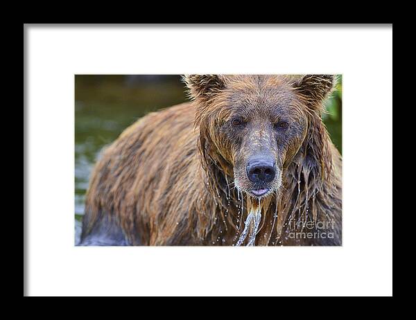 Brown Bear Framed Print featuring the photograph Brown Bear With Water Pouring Off Face by Dan Friend
