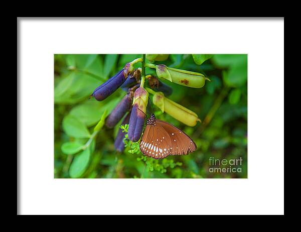 Butterfly Framed Print featuring the photograph Brown butterfly in the green jungle by Gina Koch