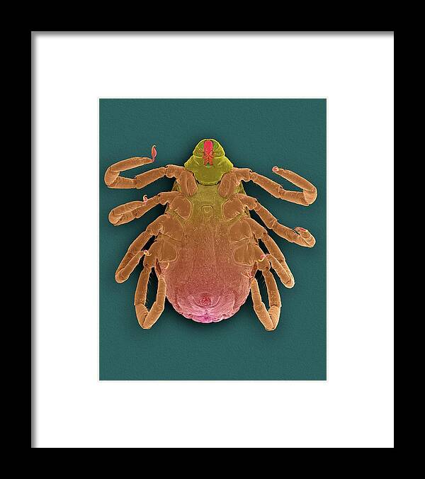 22295d Framed Print featuring the photograph Brown Dog Tick (rhipicephalus Sanguineus) by Dennis Kunkel Microscopy/science Photo Library
