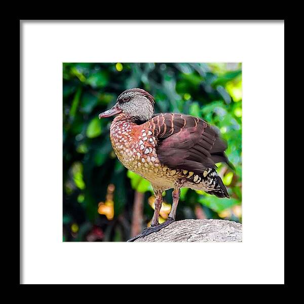 Life Framed Print featuring the photograph Brown Duck by Rahman Galela