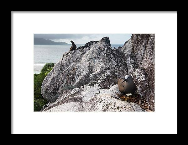 Tranquility Framed Print featuring the photograph Brown Noddy With Egg On Granite Ledge by James Warwick
