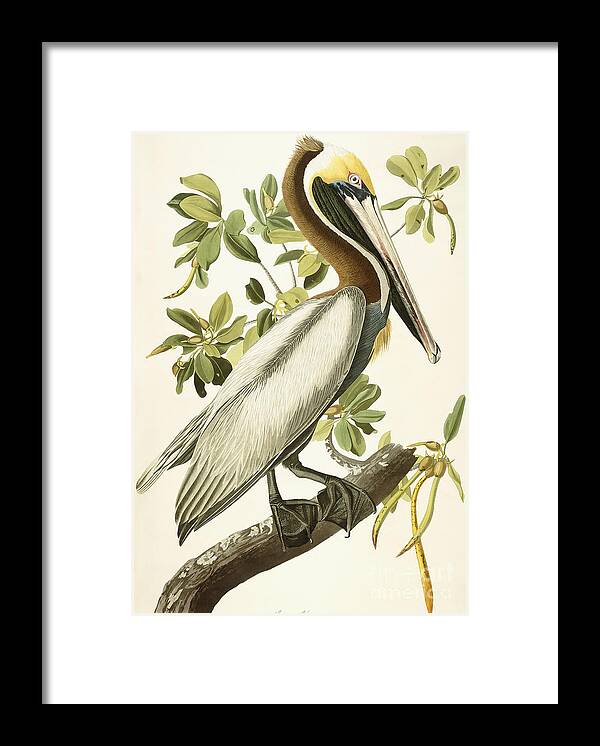 Brown Pelican Framed Print featuring the painting Brown Pelican by John James Audubon