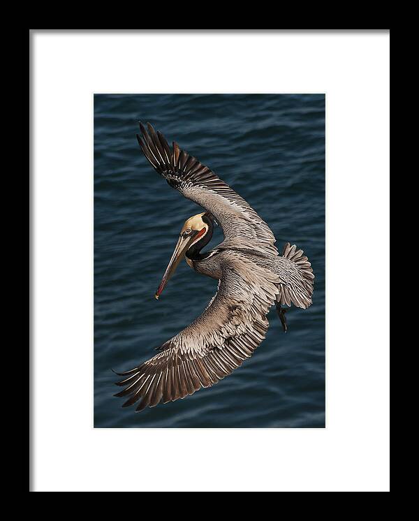 Photography Framed Print featuring the photograph Brown Pelican Landing 2 by Lee Kirchhevel