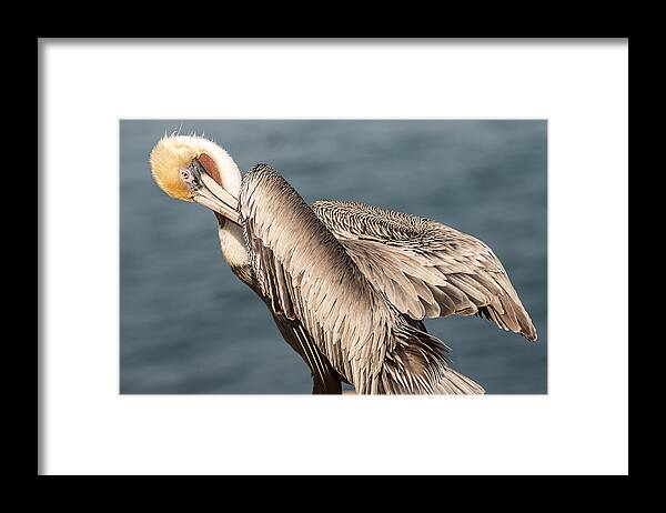 Photography Framed Print featuring the photograph Brown Pelican Preening 1 by Lee Kirchhevel