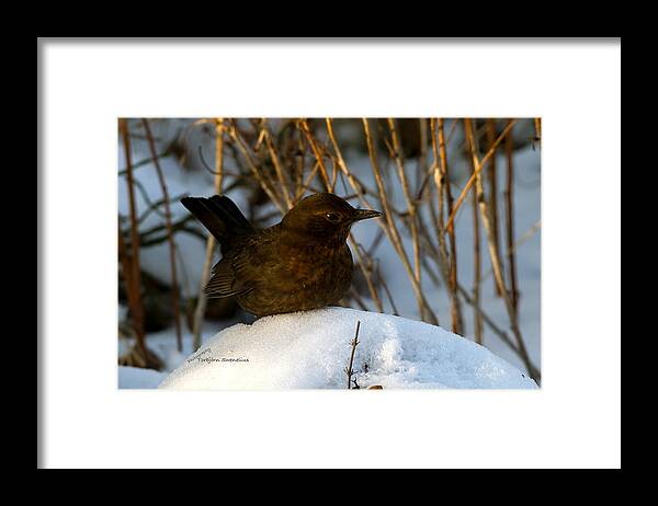 Brownbird Framed Print featuring the photograph Brownbird by Torbjorn Swenelius