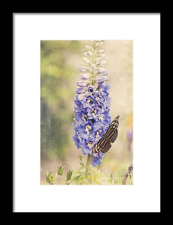 Butterfly Framed Print featuring the digital art Brownish Butterfly in Delphinium by Susan Gary