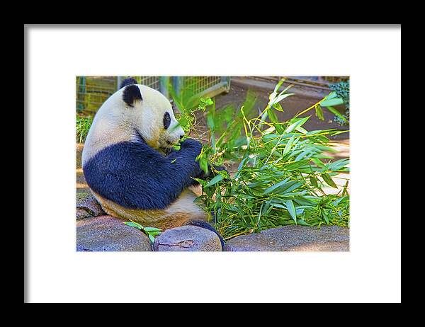 Bamboo Framed Print featuring the photograph Brunch on the Patio by Gary Holmes