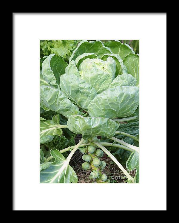 Brussels Sprouts Framed Print featuring the photograph Brussels Sprouts by Carol Groenen