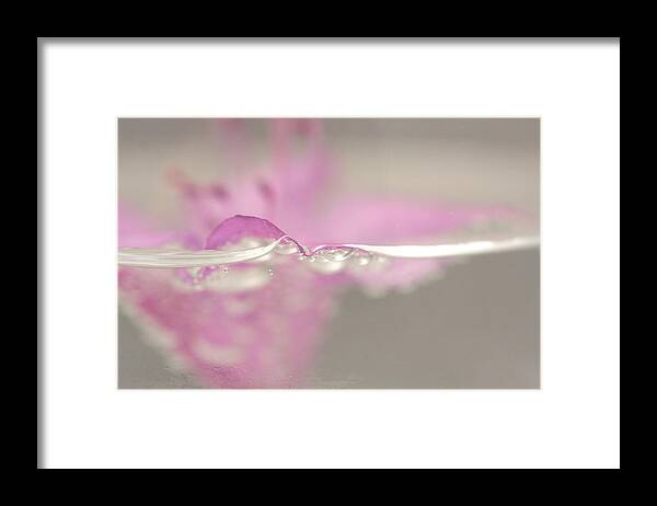 Flower Framed Print featuring the photograph Bubbelicious by Tasha ONeill