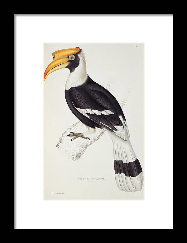 Great Hornbill Framed Print featuring the painting Great hornbill by John Gould