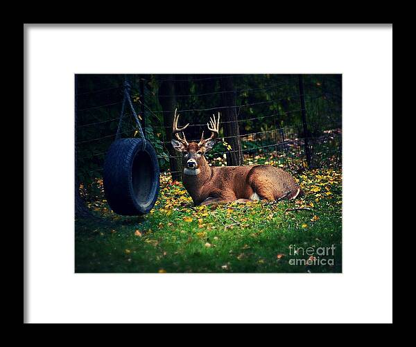Buck Framed Print featuring the photograph Buck in the Back Yard by Frank J Casella