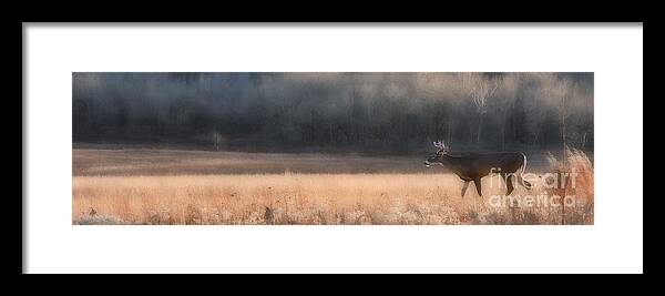 Buck Framed Print featuring the photograph Buck whitetail deer crossing field by Dan Friend