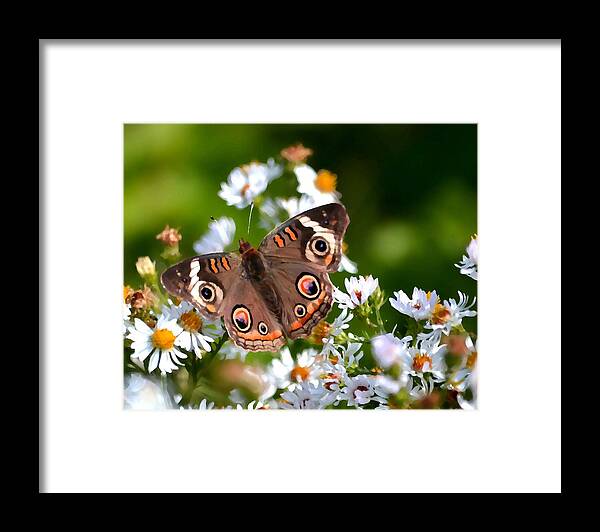Butterfly Framed Print featuring the photograph Buckeye #2 by Deena Stoddard
