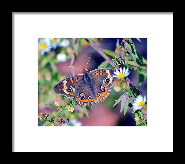 Butterfly Framed Print featuring the photograph Buckeye by Deena Stoddard
