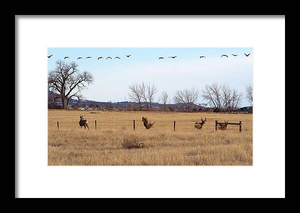 Deer Jumping Phoograph Framed Print featuring the photograph Bucks and Geese by Jim Garrison