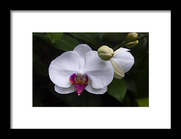 Orchid Framed Print featuring the photograph Bud and Bloom II by Penny Lisowski