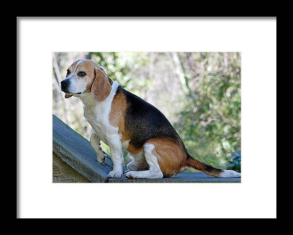 Animals Framed Print featuring the photograph Buddy by Lisa Phillips