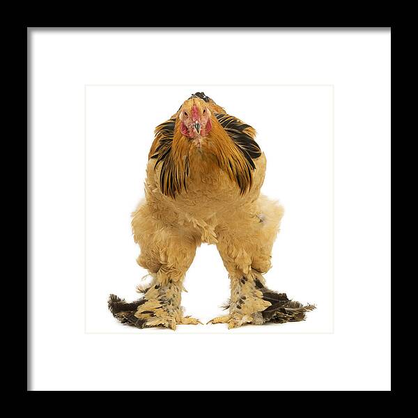 Buff Brahma Chicken Framed Print by Jean-Michel Labat - Fine Art