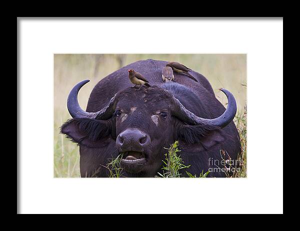 Buffalo Framed Print featuring the photograph Buffalo Eating by Jennifer Ludlum