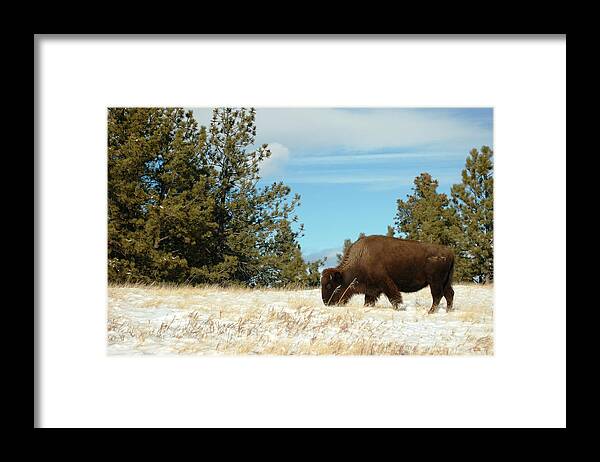 Dakota Framed Print featuring the photograph Buffalo Grazing by Greni Graph