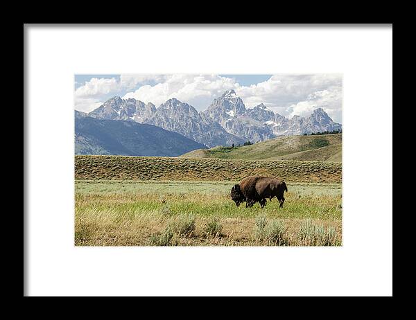 Scenics Framed Print featuring the photograph Buffalo In Front Of The Grand Tetons by ©anitaburke