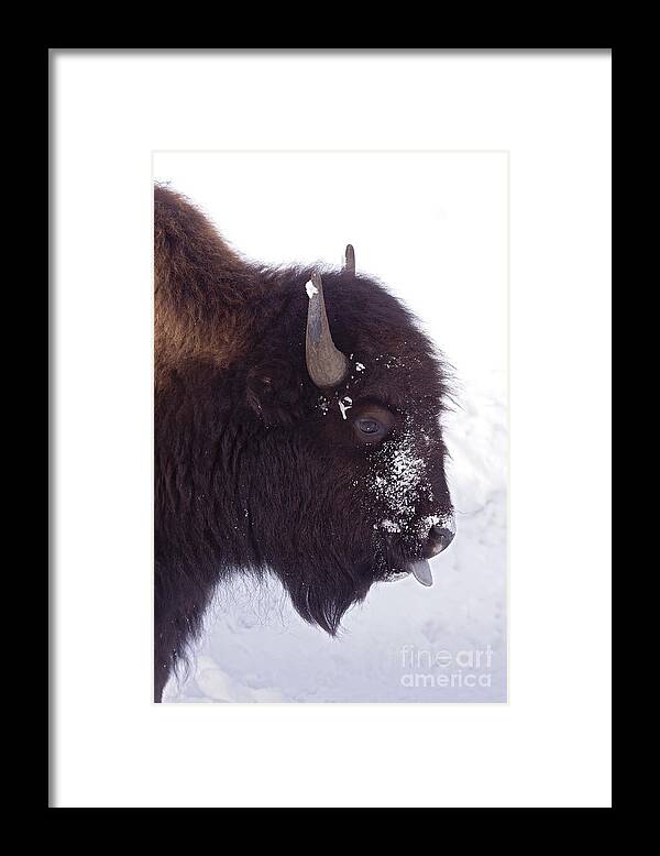 Buffalo Framed Print featuring the photograph Buffalo In Snow  #6983 by J L Woody Wooden