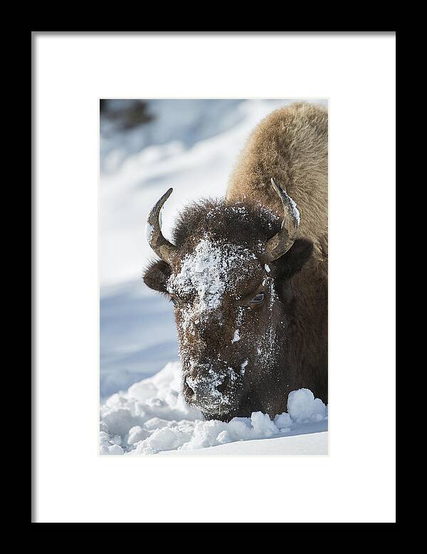 Yellowstone Framed Print featuring the photograph Buffalo in Snow by Bill Cubitt